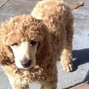 lisettecallis avatar