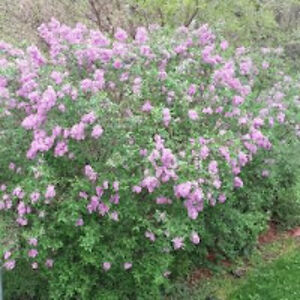 elizabethroane avatar