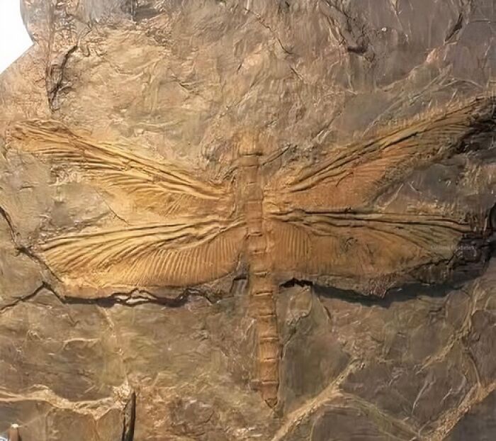 Fossilized dragonfly preserved in rock, showcasing detailed wing and body structure from archaeology news findings.