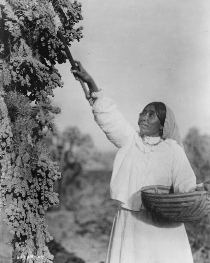 Native American woman in traditional clothing gathering fruit from a tree in early 1900s rural landscape.