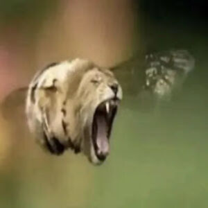 cesargutierrezguzman avatar