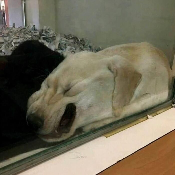 Light-colored dog resting its head next to a black animal behind glass in a heartwarming animal pics collection.