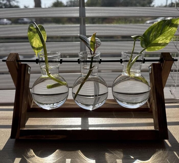 Clear glass propagation station with green plant cuttings in water, one of the internet gold products on Amazon.