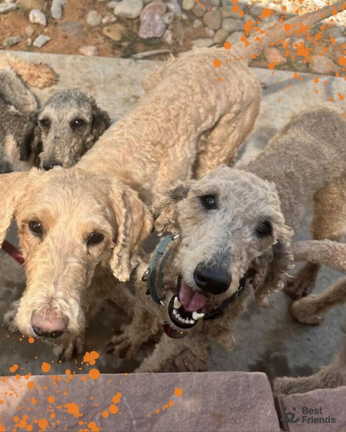 Group of clean and loved poodles showing their incredible transformation after rescue and grooming. Group of clean and loved poodles showing their incredible transformation after rescue and grooming.