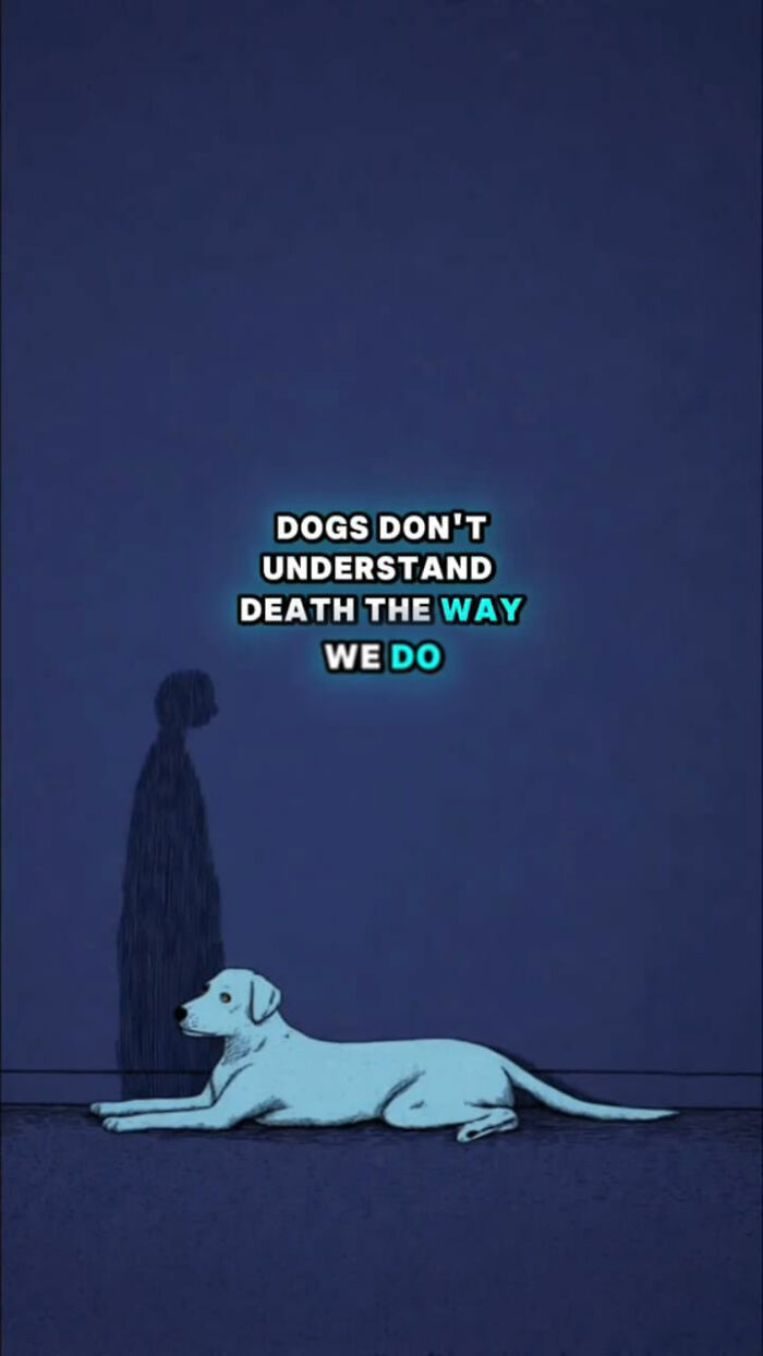 Illustration of a dog lying down with text about what dogs go through after their human passes away.