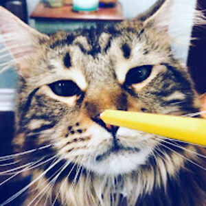 georgiachouin avatar