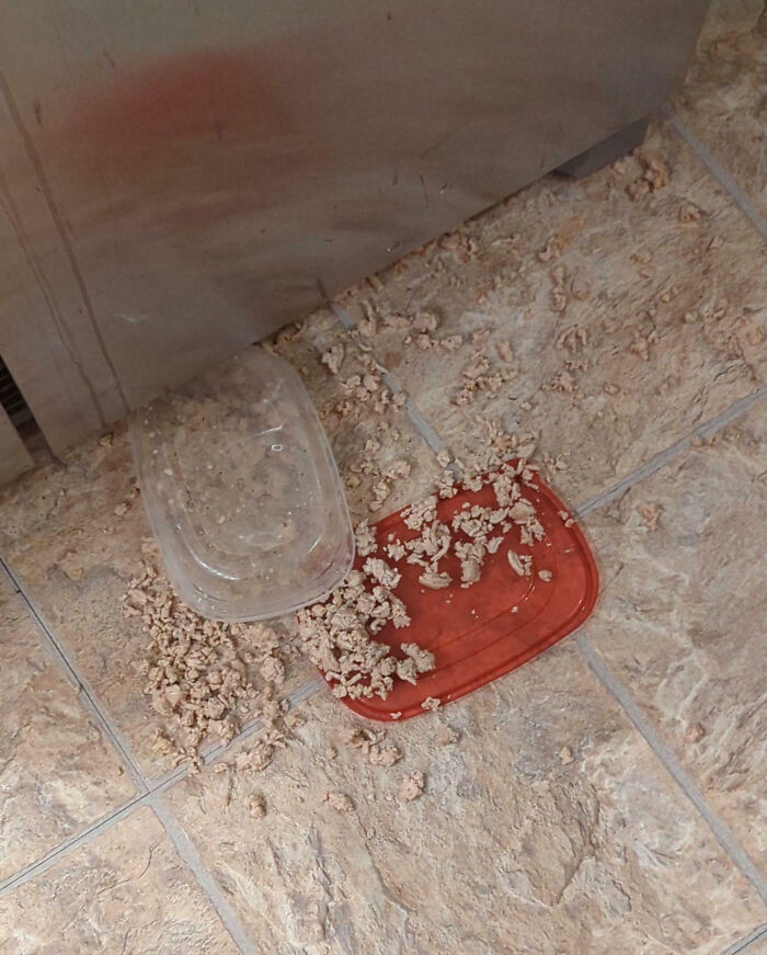 Plastic container spilled on tile floor, scattering cooked food pieces, illustrating a cooking fail accident.