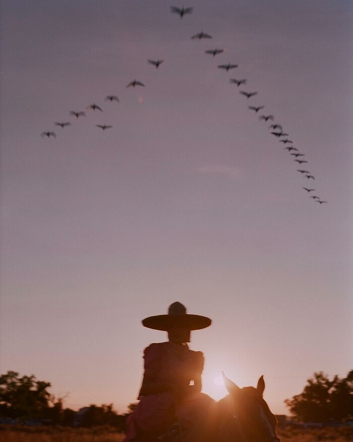 Silhouette of an all-female rodeo rider on horseback at sunset with birds flying overhead in a clear sky.
