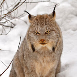 alorasalisbury avatar