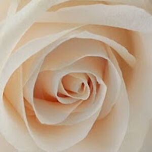 vittoriaprencipe avatar