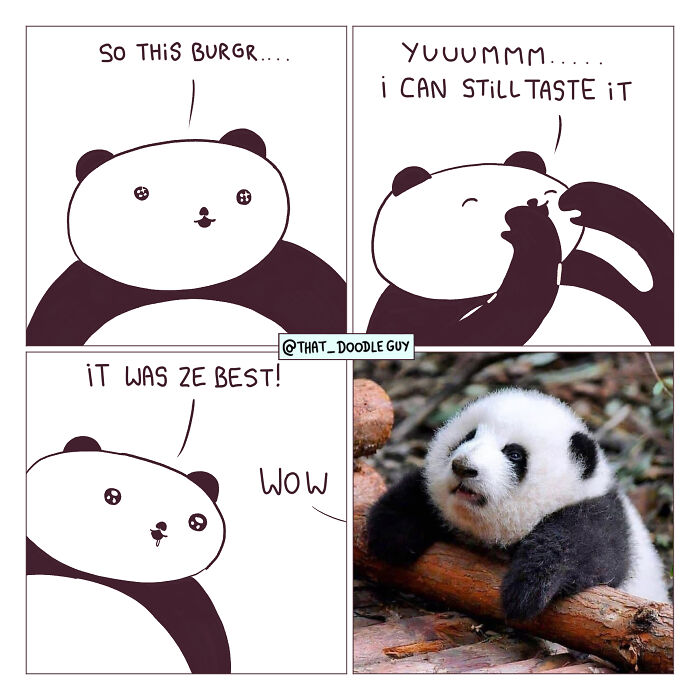 Cute animal comic panels featuring a panda enjoying a burger alongside a photo of an adorable baby panda.