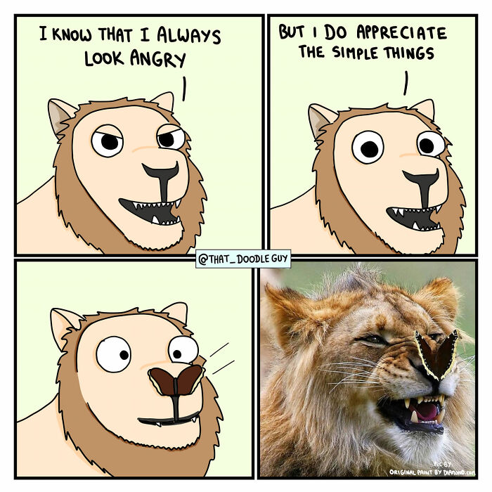 Comic panels showing a cute lion character appreciating simple things, paired with a real lion photo in animal comics style.