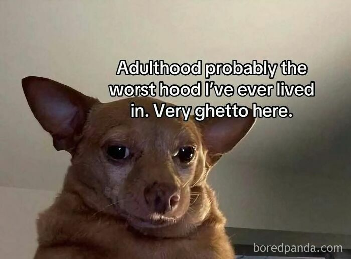 Sad chihuahua meme expressing relatable adulthood struggles for memes about avoiding responsibilities and relatable humor.