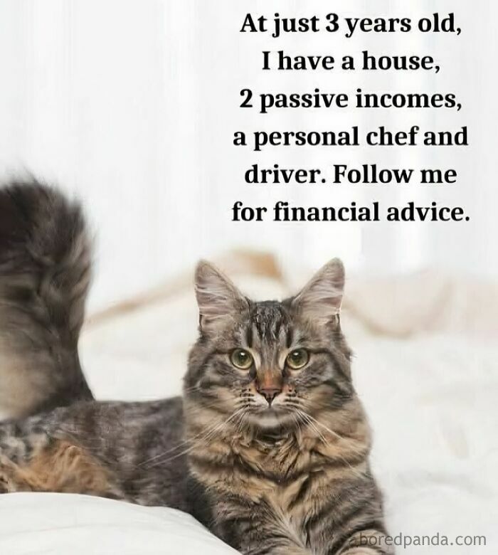 Tabby cat lying on bed with funny relatable memes for days text about avoiding responsibilities and financial advice.