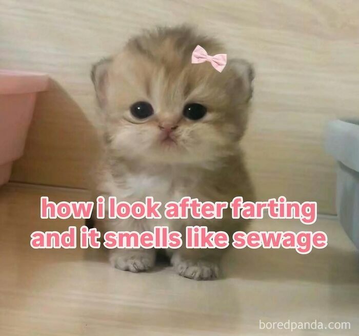 Cute fluffy kitten with a pink bow and caption, a relatable meme for days about avoiding responsibilities humor.