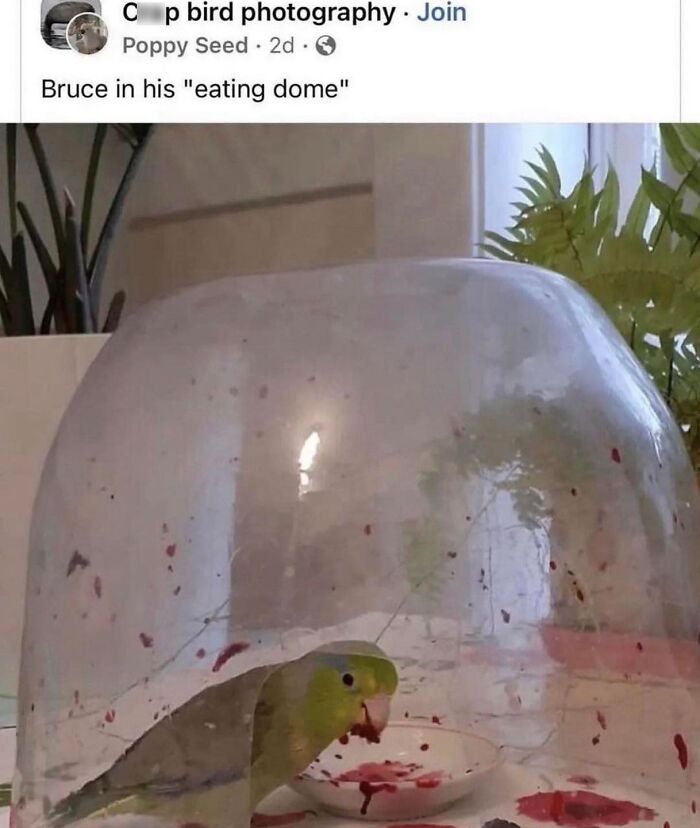 Parrot eating inside a clear dome with red food stains, a funny animal pic that may warm your heart and make you laugh.