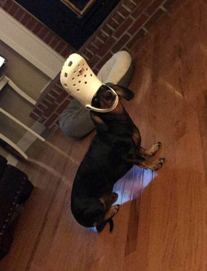 Dachshund dog wearing a white shoe on its head, creating a funny and heartwarming animal moment indoors.