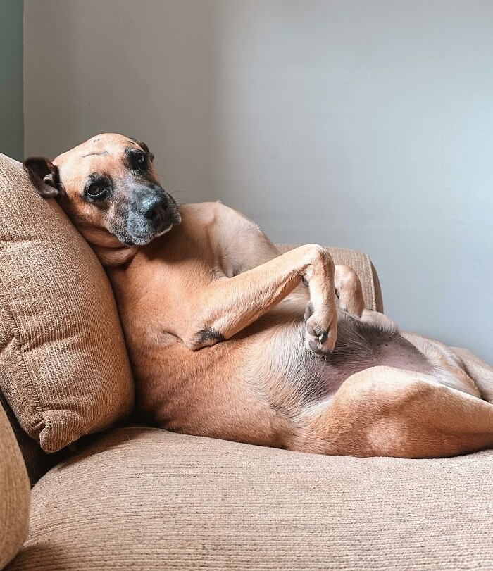 Matuê the dog resting on a brown couch, a former homeless pup turned gas station hero saving hundreds of dogs. Matuê the dog resting on a brown couch, a former homeless pup turned gas station hero saving hundreds of dogs.
