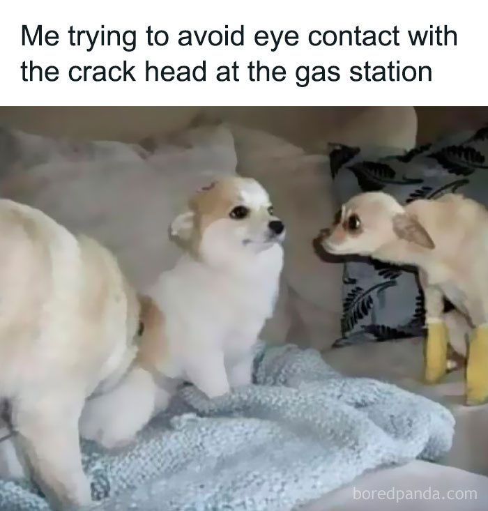 Two small dogs on a couch, one avoiding eye contact with the other, illustrating hilarious sarcastic meme humor.