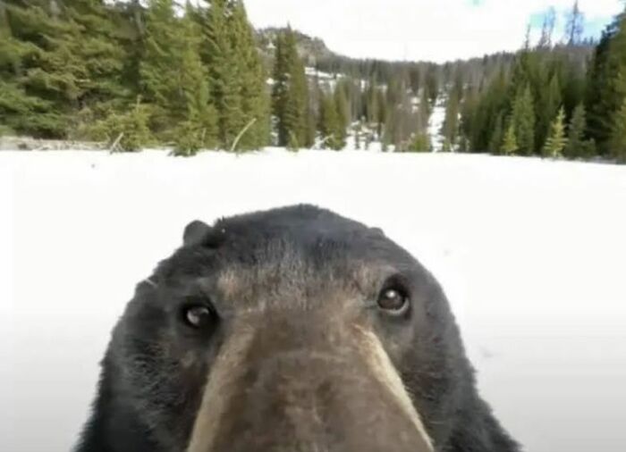 Close-up of a bear in a snowy forest landscape captured in a heartwarming animal pic.
