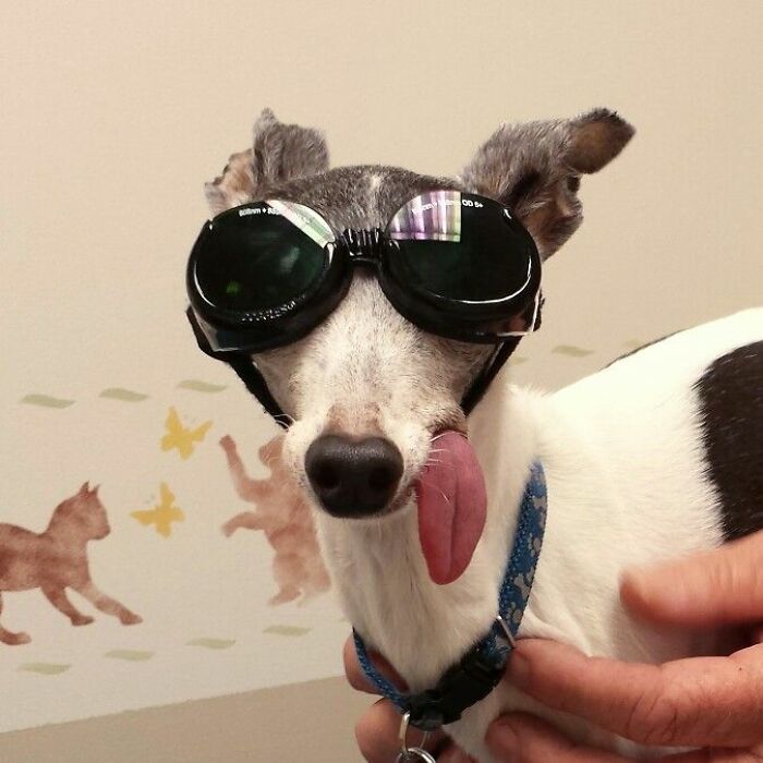 Dog wearing large sunglasses with tongue out, posing indoors among animal pics that may warm your heart and make you laugh.