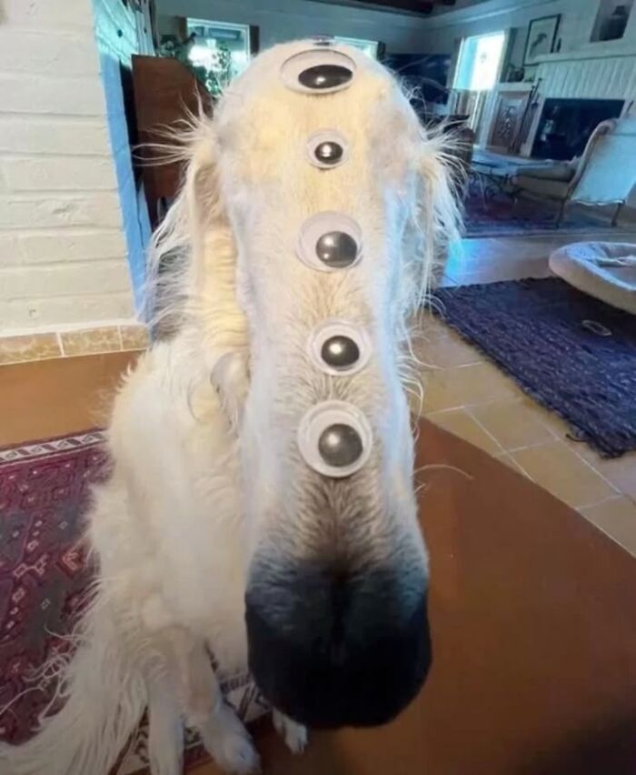 Funny animal picture of a dog with multiple googly eyes stuck on its snout in a cozy indoor setting.