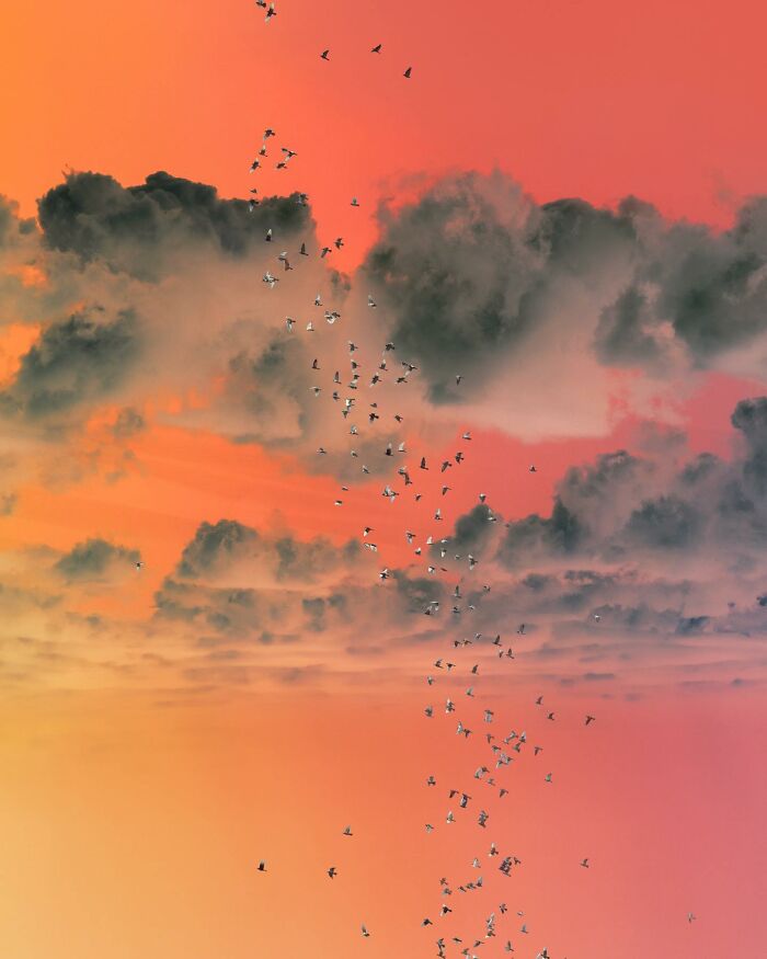Flock of birds flying against a vibrant surreal sky with creative photo manipulations highlighting surreal reality.
