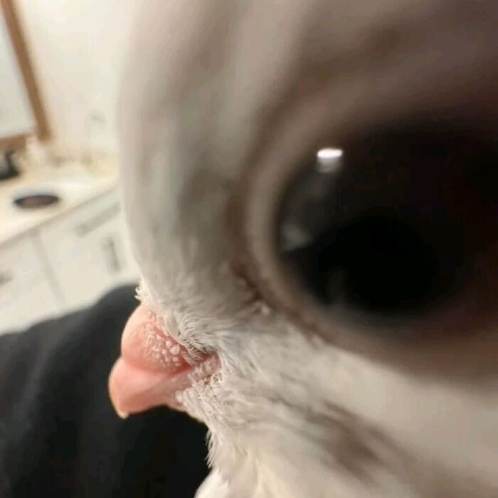 Close-up of a bird's face showing detailed feathers and beak in a heartwarming animal pic.