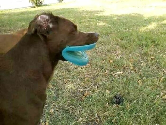 Brown dog holding a blue frisbee in its mouth standing on grass, cute animal pics that warm your heart and make you laugh