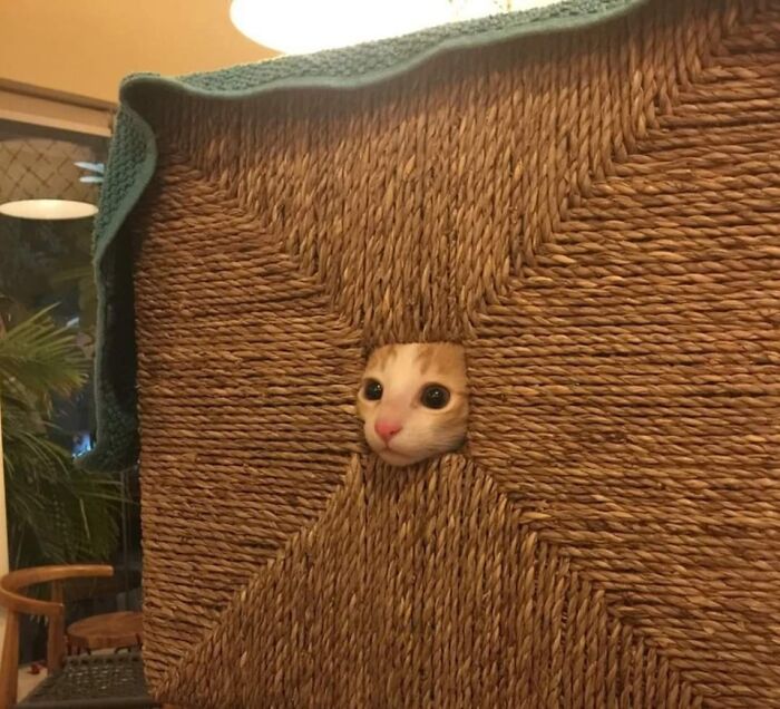 Cat poking head through woven chair seat, showcasing funny and heartwarming animal moments in a cozy indoor setting.