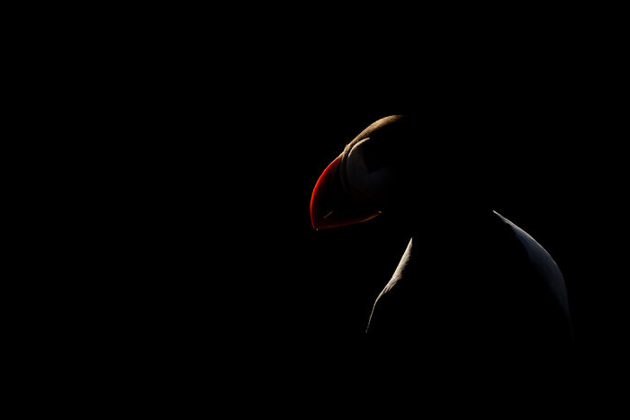 Close-up of a puffin in dark light highlighting its vibrant beak and silhouette in the 2025 photographer of the year challenge.