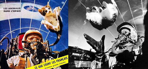 Cats-In-SPACE-68256395464f6.jpg
