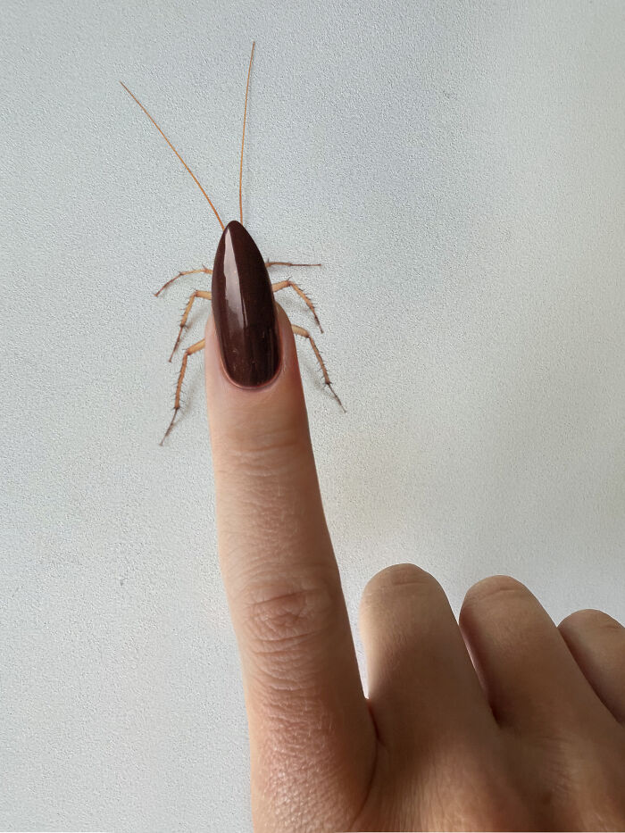 Photo manipulation of a finger with a polished nail blending seamlessly into a cockroach body on a plain surface.