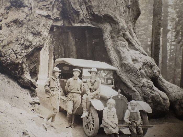 Grandfather, Grandmother, Grand Aunt. Wawona Tree, Yosemite, Circa 1920