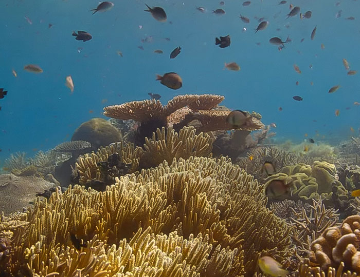 Underwater coral reef with various fish swimming, highlighting environmental concerns near end of life warning by David Attenborough Underwater coral reef with various fish swimming, highlighting environmental concerns near end of life warning by David Attenborough