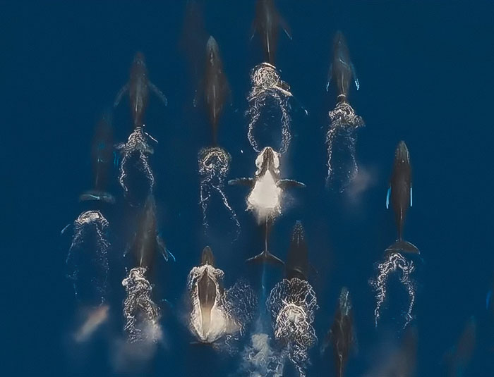 Aerial view of whales swimming in deep blue ocean, illustrating nature themes linked to David Attenborough warnings. Aerial view of whales swimming in deep blue ocean, illustrating nature themes linked to David Attenborough warnings.