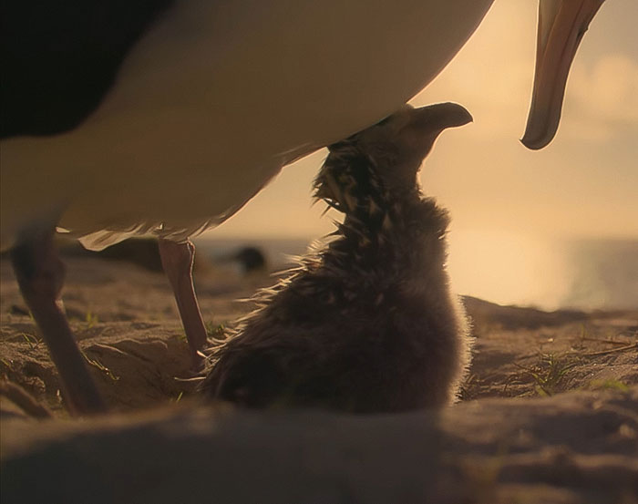 Newly hatched bird at sunset, illustrating nature close to the end of its life cycle, reflecting David Attenborough's urgent message. Newly hatched bird at sunset, illustrating nature close to the end of its life cycle, reflecting David Attenborough's urgent message.