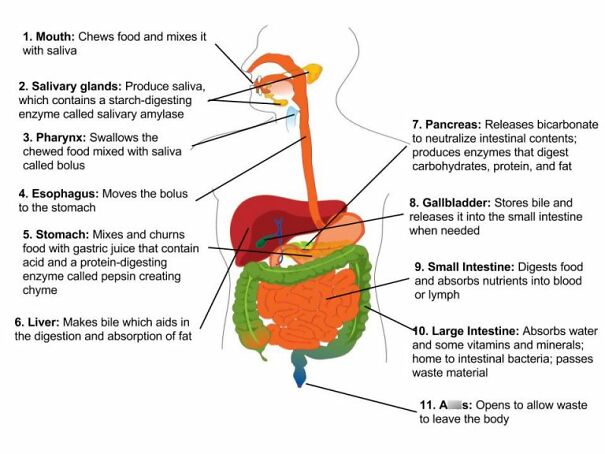 Digestive-system-overview-768x576-681e30c58a38a__censored.jpg