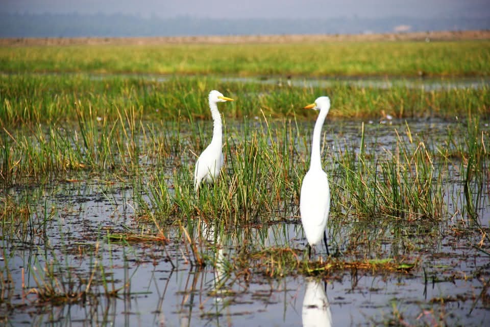 Mirror Souls At Chilka