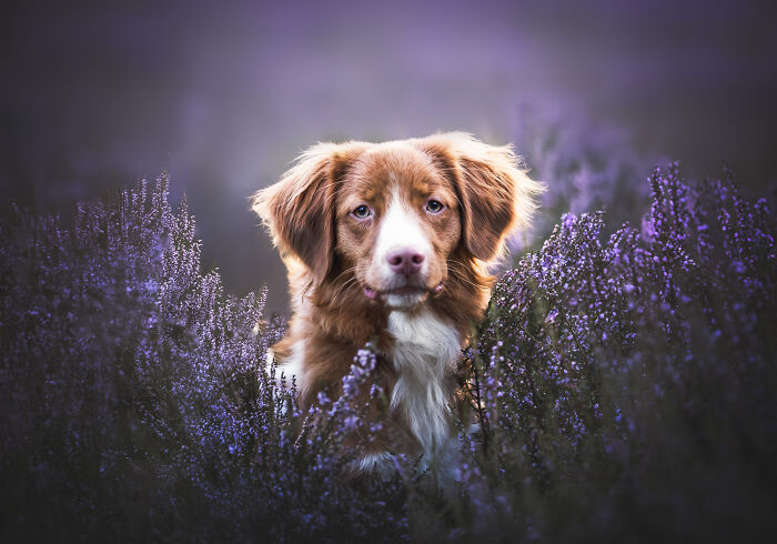 I'm A Dutch Dog Photographer, And These Are Some Of My Favorite Shots (37 Pics)