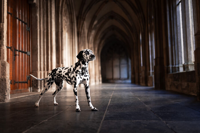 I'm A Dutch Dog Photographer, And These Are Some Of My Favorite Shots (37 Pics)