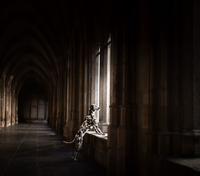 I'm A Dutch Dog Photographer, And These Are Some Of My Favorite Shots (37 Pics)