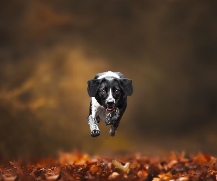 I'm A Dutch Dog Photographer, And These Are Some Of My Favorite Shots (37 Pics)