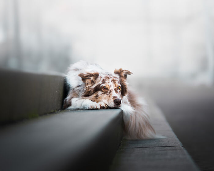 I'm A Dutch Dog Photographer, And These Are Some Of My Favorite Shots (37 Pics)