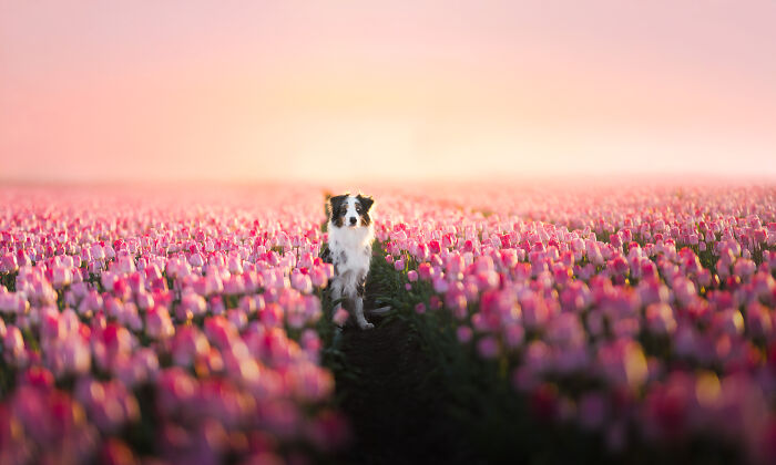 I'm A Dutch Dog Photographer, And These Are Some Of My Favorite Shots (37 Pics)
