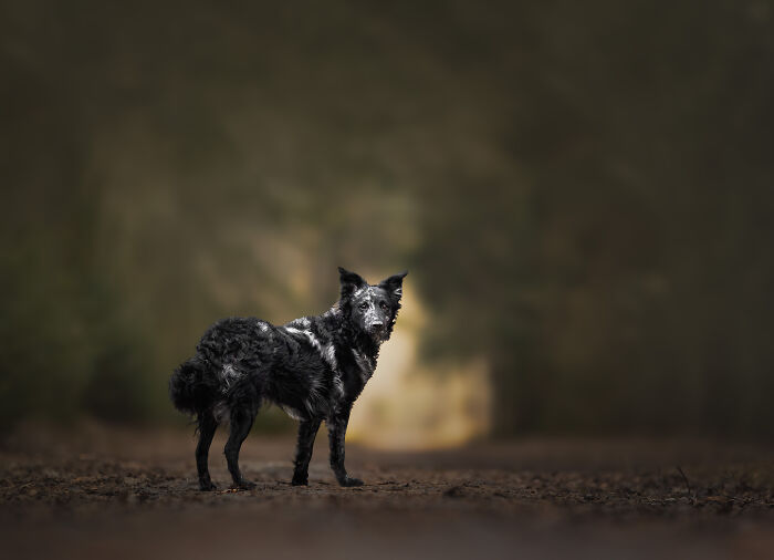 I'm A Dutch Dog Photographer, And These Are Some Of My Favorite Shots (37 Pics)