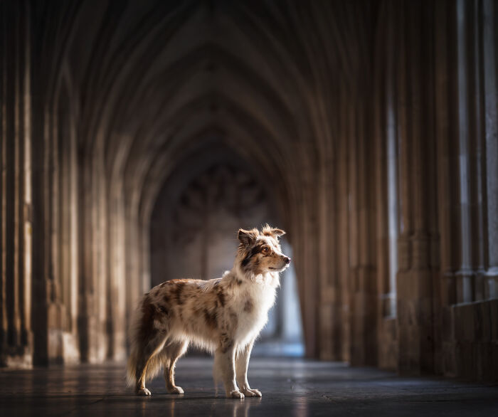 I'm A Dutch Dog Photographer, And These Are Some Of My Favorite Shots (37 Pics)