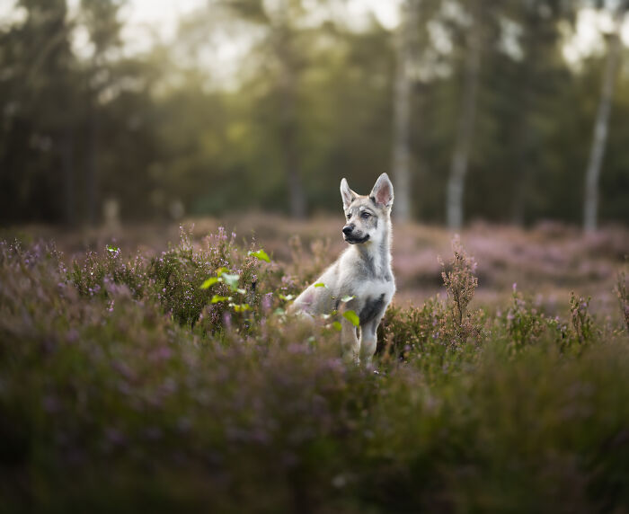 I'm A Dutch Dog Photographer, And These Are Some Of My Favorite Shots (37 Pics)