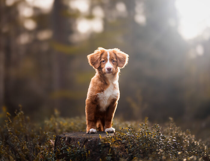 I'm A Dutch Dog Photographer, And These Are Some Of My Favorite Shots (37 Pics)