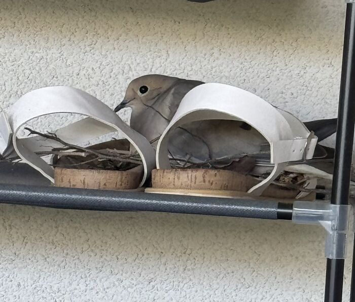 A Dove Built Her Nest In My Sandals – And Gave Me Back Hope A Dove Built Her Nest In My Sandals – And Gave Me Back Hope